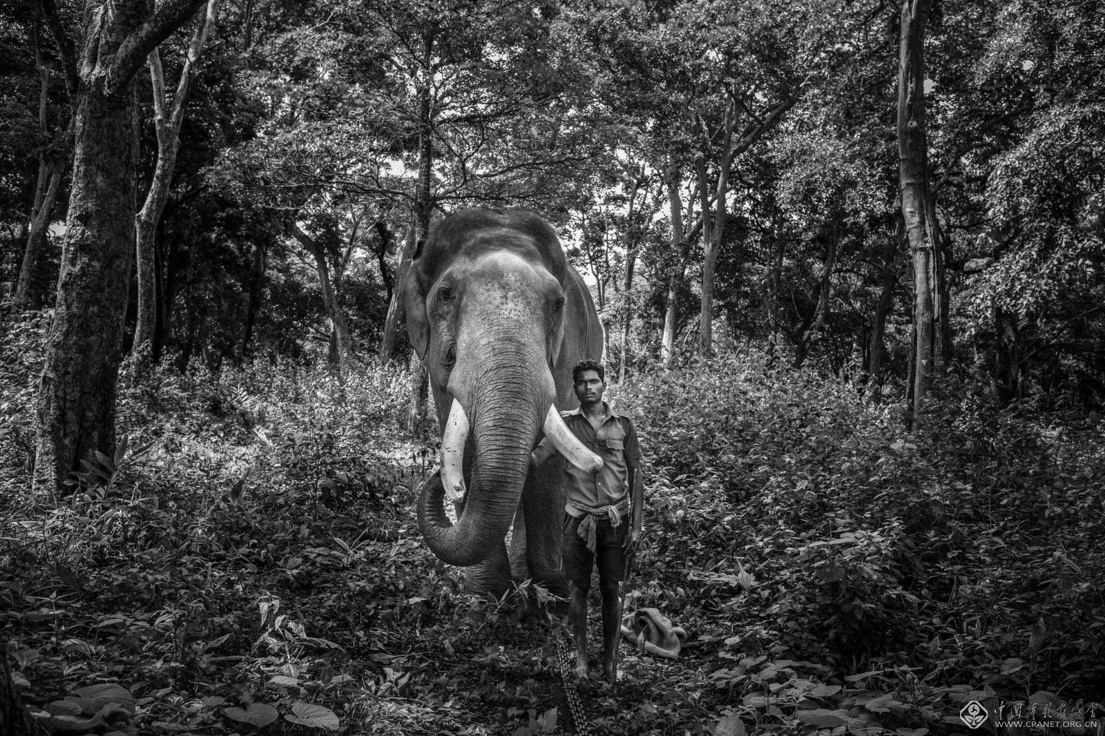 4 ©Senthil Kumaran_Tamed Tuskers.jpg